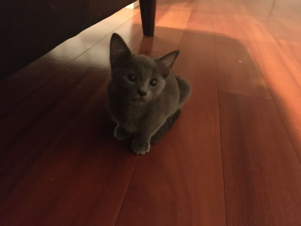 Yoda 2