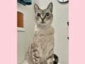 Cirri