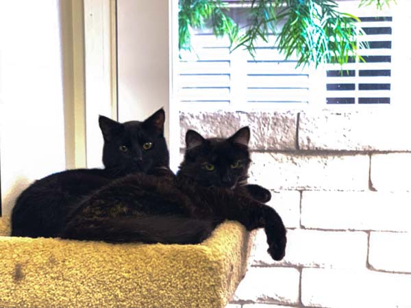 Flit & Meko 1