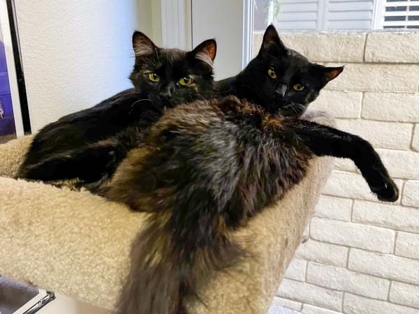 Flit & Meko 2