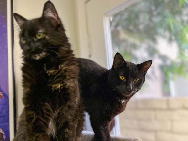 Flit & Meko 3