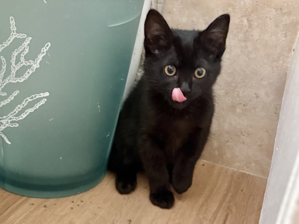 Gato1