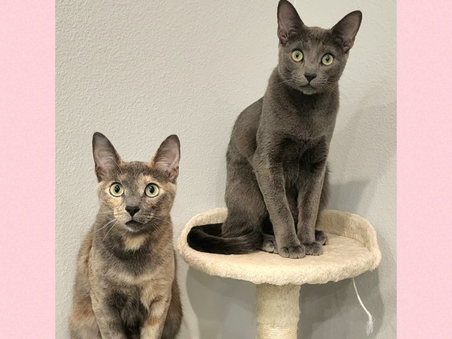HarperGrey5