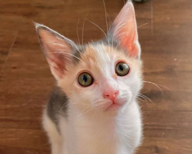 JunieBug6