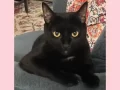 Mousse