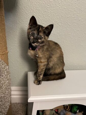 Pebbles Flintstone – Dream Animal Rescue