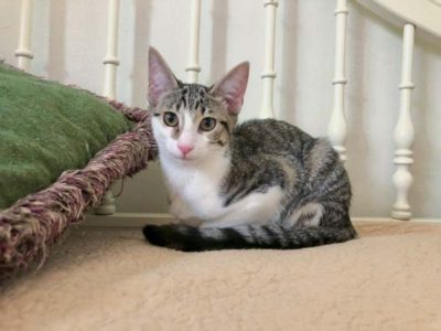 Available Cats u2013 Dream Animal Rescue