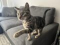 Whiskee
