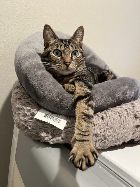 Whiskee9